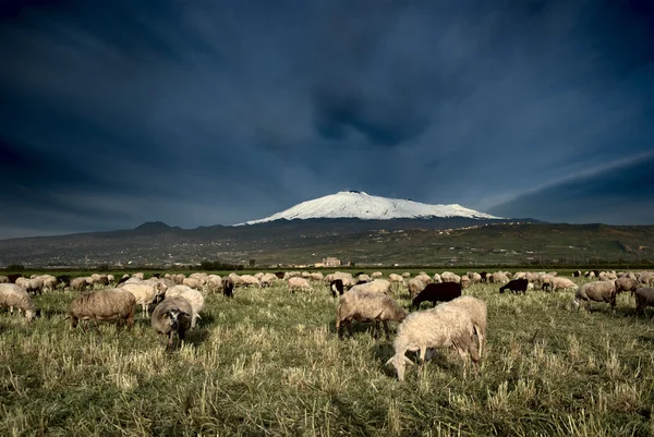 Nyáj birka legelészik a háttérben Etna havas — Stock Fotó