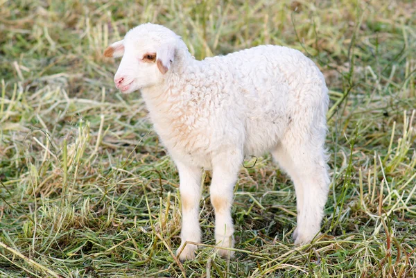 Stäng vy av vita lamm i fältet — Stockfoto