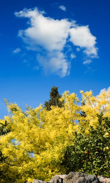 Bloom of yellow mimosa in the blue sky — Stock Photo, Image