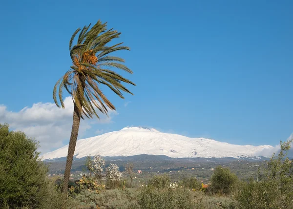 Palmtree och vulkanen Etna — Stockfoto