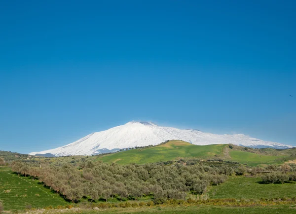 화산 Etna 배경에 나무의 재배 — 스톡 사진