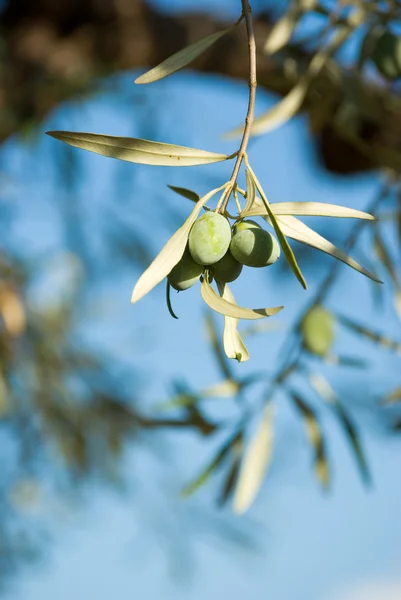 Оливковые плоды, спелые на ветвях — стоковое фото