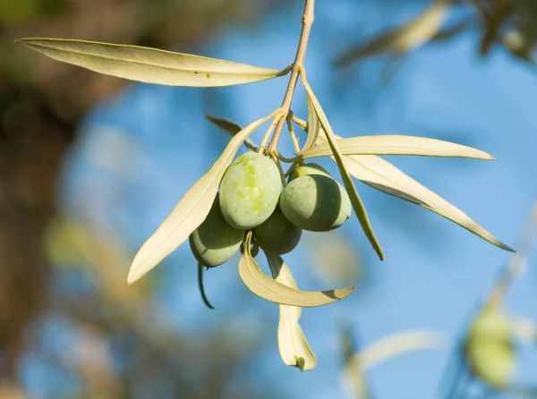Плоды оливковой ветви (урожай) ) — стоковое фото