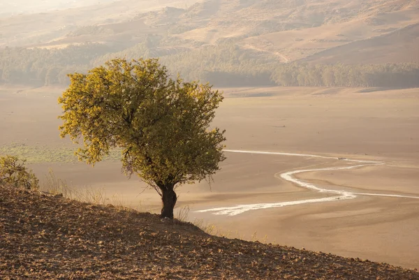 Paisagem outonal com uma árvore — Fotografia de Stock