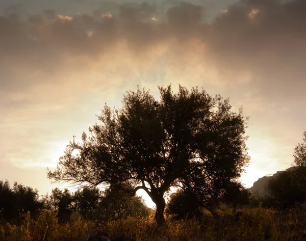 Solitary tree at dawn — Stock Photo, Image