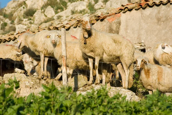 Овца смотрит на тебя — стоковое фото