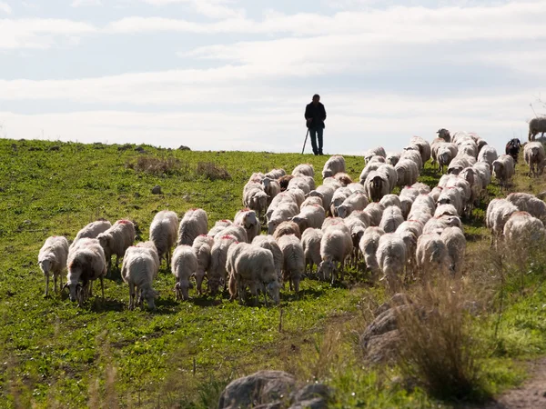 Herder en een kudde — Stockfoto