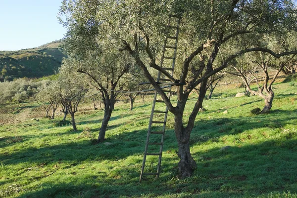 Olivo Grove con escalera — Foto de Stock