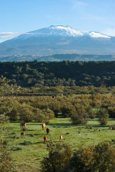 牧歌的な風景とエトナ火山 — ストック写真