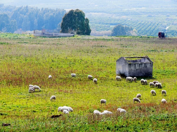 Сельский пейзаж со стадом овец — стоковое фото