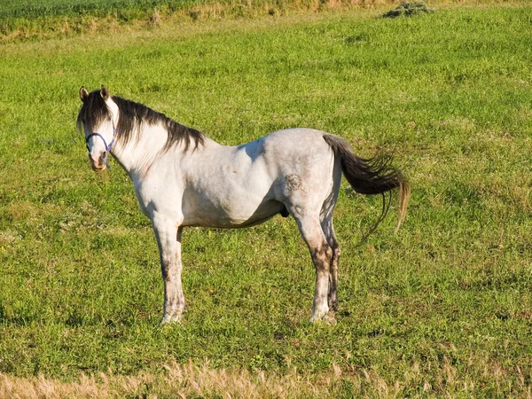 Bílý kůň pasoucí se na poli — Stock fotografie