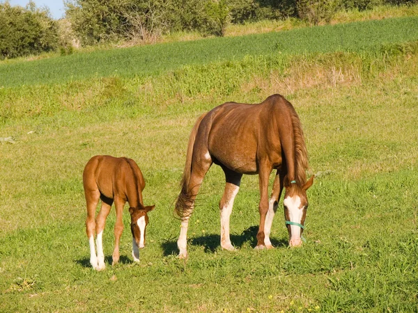 El caballo y el rebaño de potro siembran la hierba — Foto de Stock