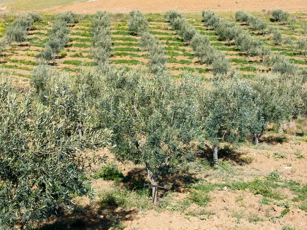 Bomen voor olive in rij — Stockfoto