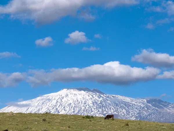 Il vulcano Etna e la vacca solitaria — Foto Stock