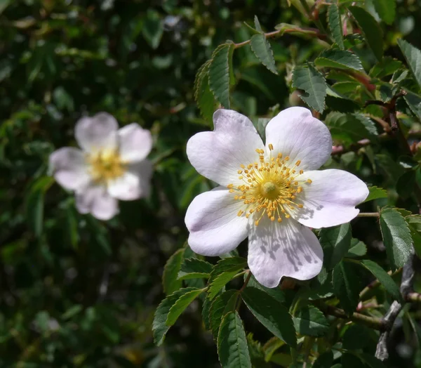 Цветок деревенской розы — стоковое фото