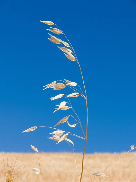空の青を背景に麦の茎 — ストック写真