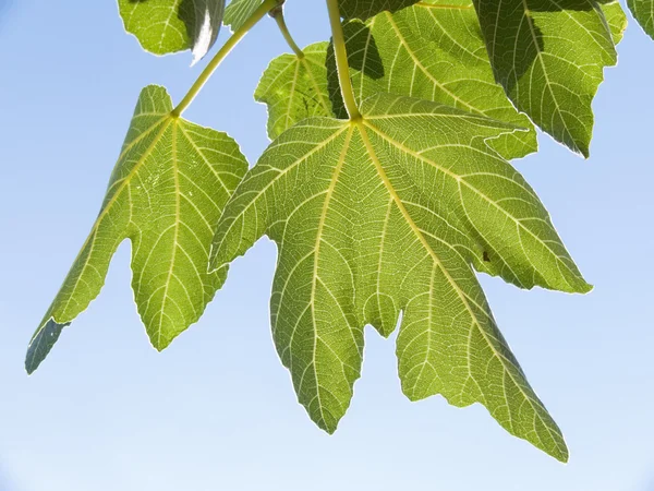 Leaves of fig isolated on background — Stock Photo, Image