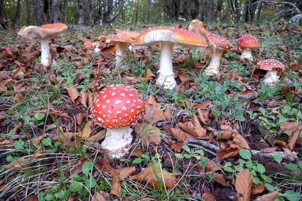 Crapaud rouge champignon dans le parc Nebrodi, Sicile — Photo