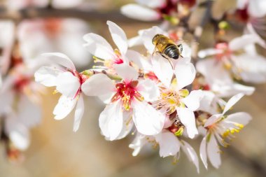 Bee working on almond blossom