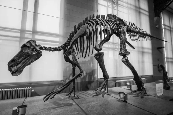 Brussels, Belgium; January 23th 2020: Dinosaur fossil in Museum of natural sciences of Belgium