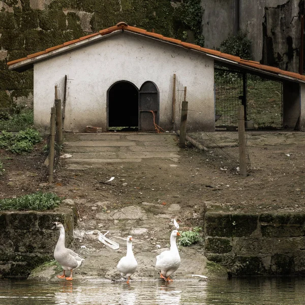 Three ducks in front of their house in the river