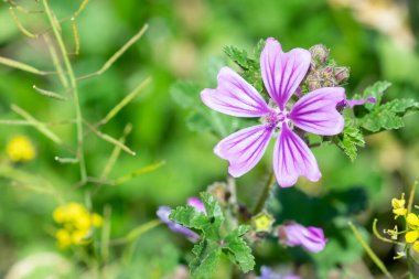 Bokeh ile odaklanmış yaban ördeği çiçeği makrosu