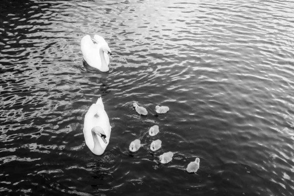 London May 10Th 2018 Swan Family James Park Lake — Stock Photo, Image