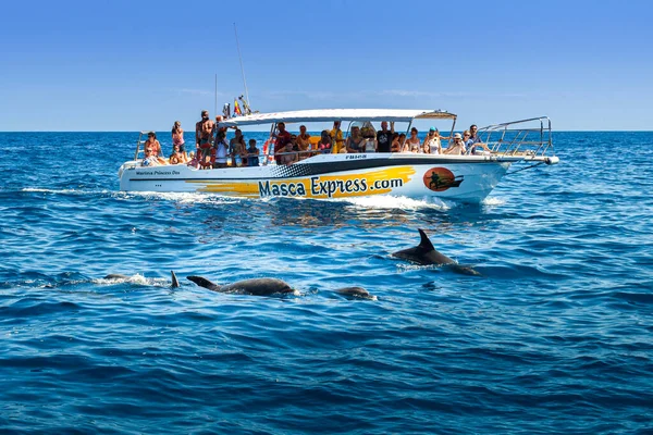 Tenerife, İspanya; 30 Temmuz 2015: Yunuslar Los Gigantes 'in önünde.