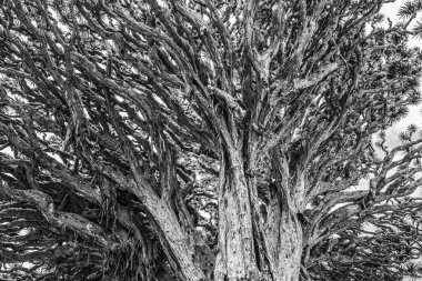 Siyah beyaz Drago ağacı