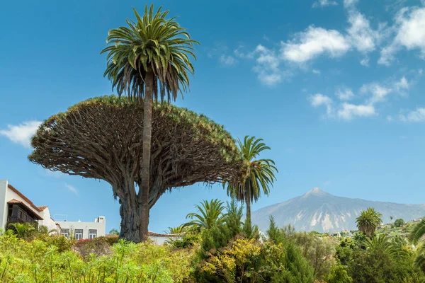 Teide volkanı arkaplanlı Icod Drago 'su.