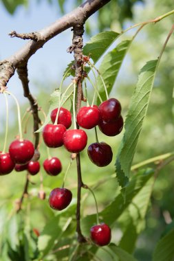 Cherries on cherry tree at summer