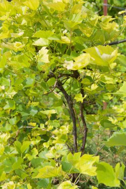 Güneşli bir gün mahzeninde