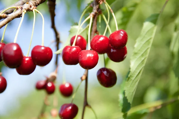Cherries on cherry tree at summer — Stock Fotó