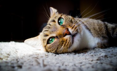 Domestic cat looking up laying on a rug clipart