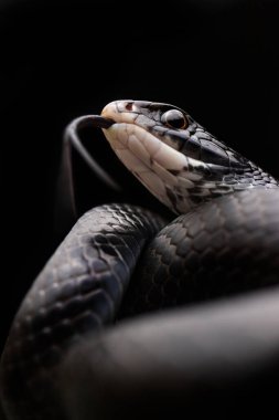 Siyah Yarışçı Yılan Dilli Flick Portresi