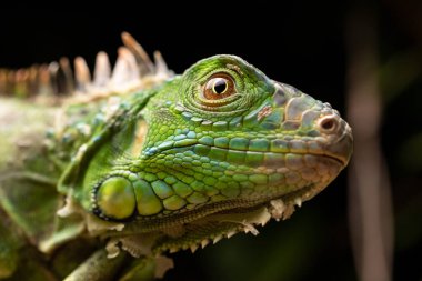 Yeşil İguana Yüz Göz Ölçeklendirmesi Yakından Doku