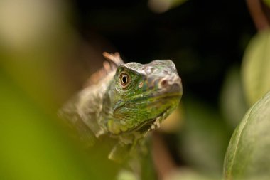 Yeşil İguana Yapraklar Arkaplanına Tırmanıyor