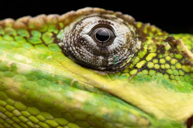 Kübalı Şövalye Anole 'un Siyah Arkaplanı Yakından