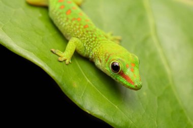 Yeşil Gün Gecko Yaprak Şirinliği üzerine