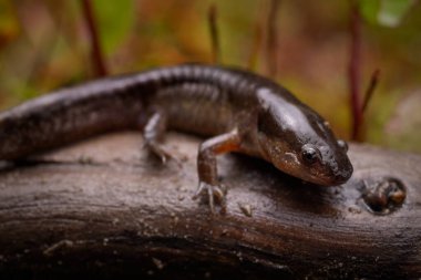 Yeşil Kapaklı Köstebek Semenderi Günlük Kaydı
