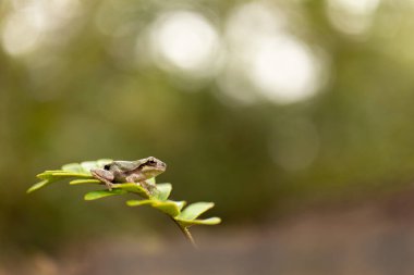 Fern 'de Bokeh Green' le Şirin Ağaç Rogu