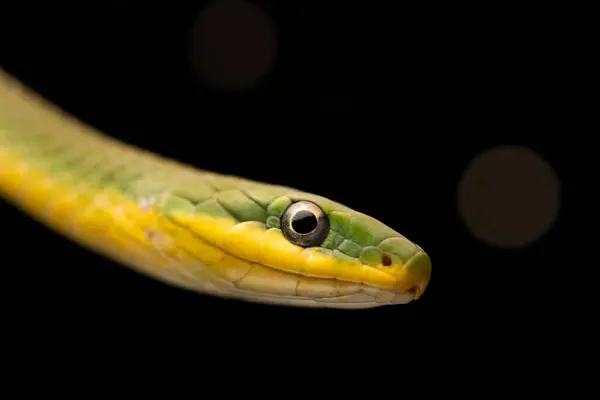 Florida Green Snake Head Close-up Yellow