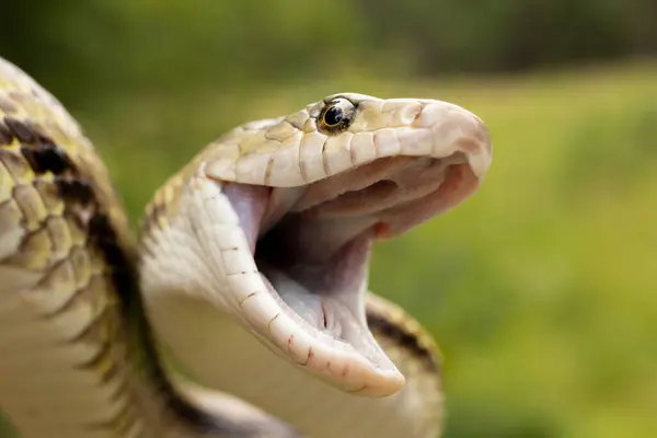 Greenish Rat Snake Mouth Open Macro