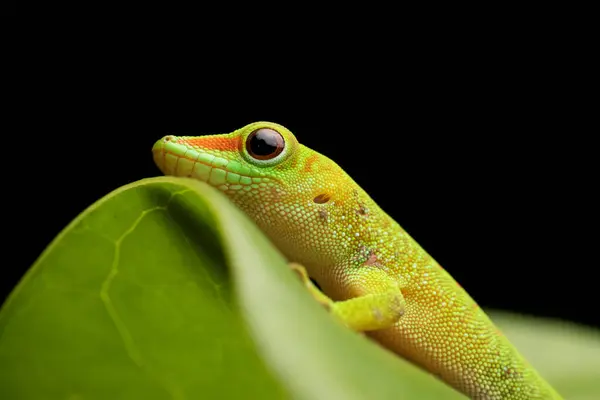 Green Day Gecko Leaf Cute Royalty Free Stock Photos