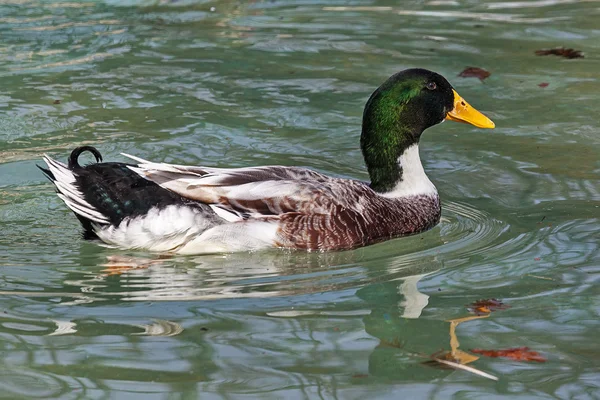 Aves coloridas 4 — Fotografia de Stock