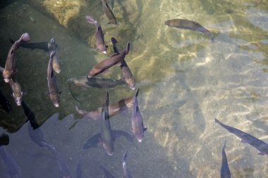 Alabalık 05 havuzda