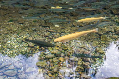 Altın albino ve bir dağ dere 01 sıradan alabalık