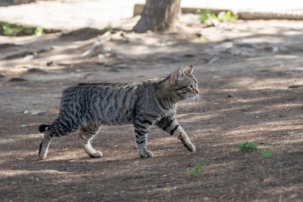 Graue Katze mit schwarzen Streifen auf Gleis 2 — Stockfoto