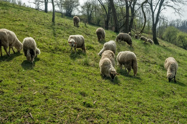Ovelhas em um prado no início da primavera 05 — Fotografia de Stock