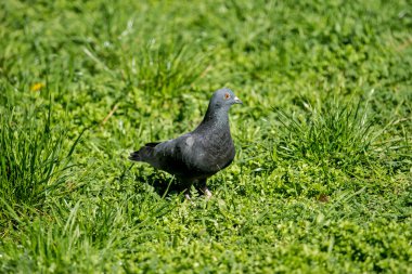 Güvercin yeşil çim